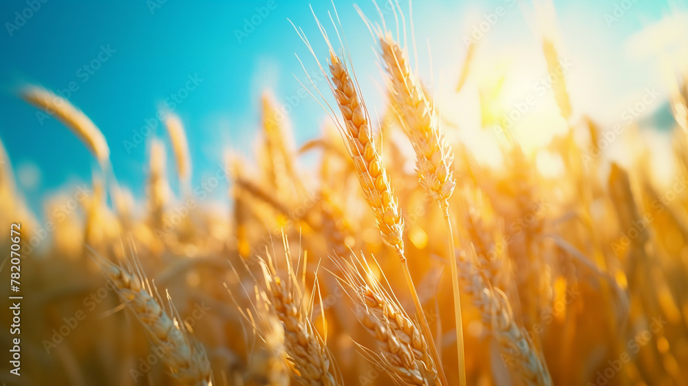 Naklejka premium Golden yellow wheat field and bright sky