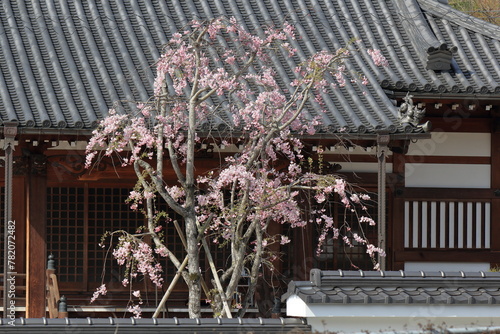 お寺に咲く桜 photo