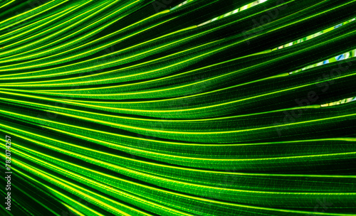 green palm leaf close up, natural bio background for flora concept and design. textured plant leaf macro with rows and lines © Yaroslav