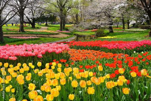 Wallpaper Mural チューリップ Torontodigital.ca