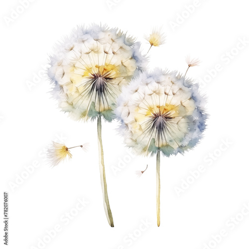 Watercolor dandelions with floating seeds isolated on white background.