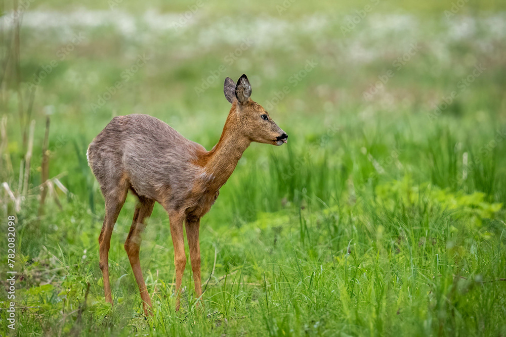 Obraz premium A young roe deer on a spring meadow