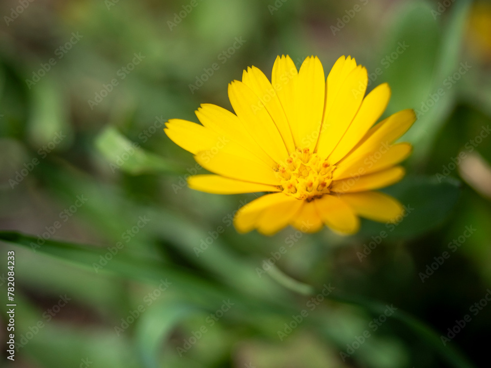 Blooming flowers growing in garden Blooming flowers growing in garden