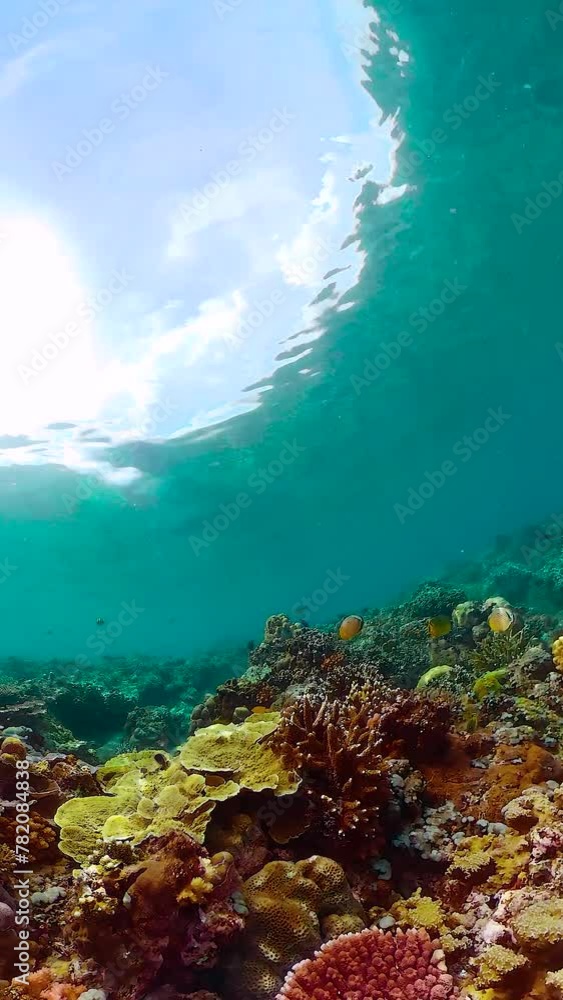 Tropical coral reef. Underwater fishes and corals. Tropical coral reef. Underwater fishes and corals.