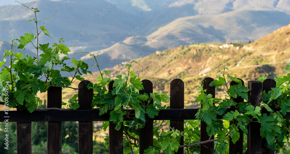 features fresh grapevine leaves peeking through a rustic wooden fence, with soft-focus rolling hills in the background, invoking a peaceful vineyard scene