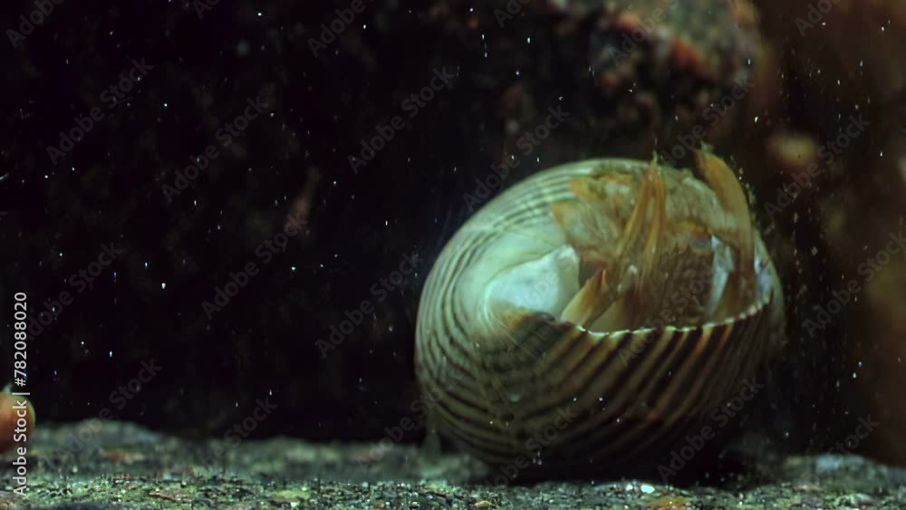 Crayfish hermit crab emerges from its shell in underwater of White Sea ...