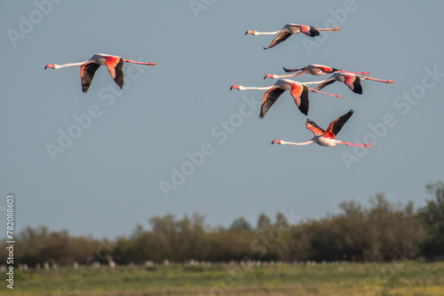 Cuadro en lienzo Greater flamingos (Phoenicopterus roseus) flying
