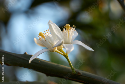 Citrus tree blossom. Orange blossom on a tree in orchard and the sun s rays against the blue sky. Flower of satsuma orange