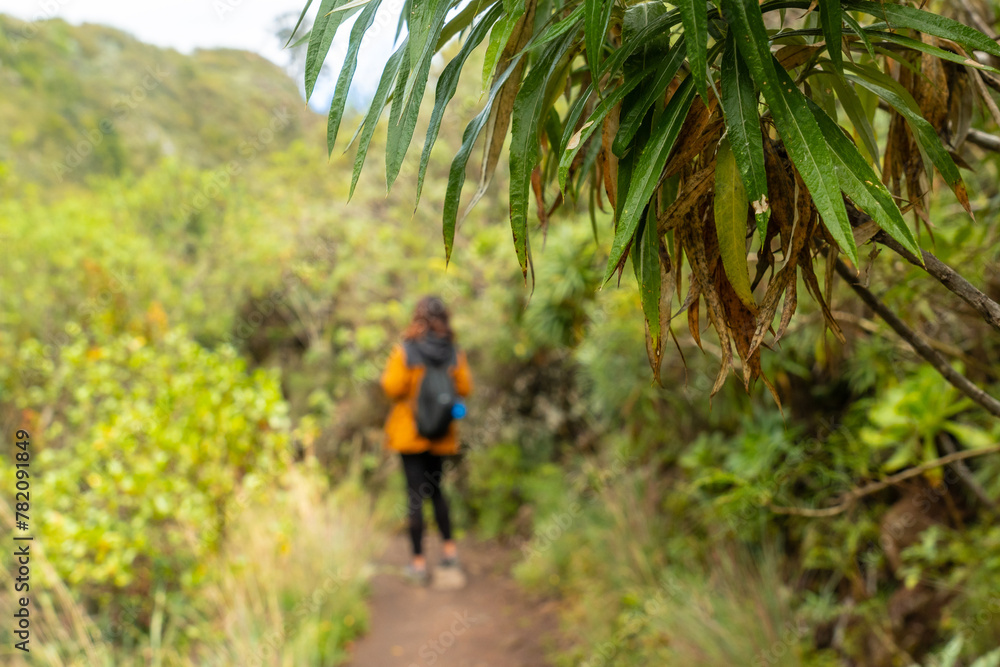 Fototapeta premium Woman walking along a beautiful path in the Laurisilva forest of Los tilos de Moya, Gran Canaria