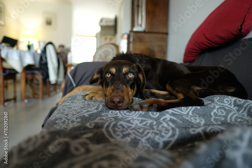 Cute mixed-breed dog resting on a couch in a french living room. This dog looks like a doberman with clear green eyes.