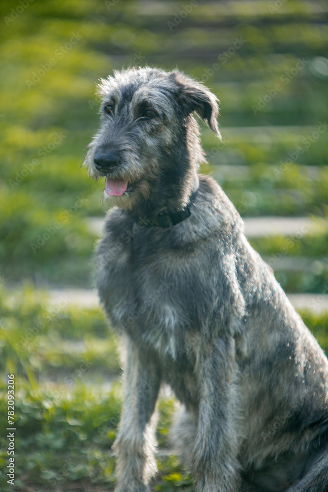 Irish Wolfhound puppy in a clearing with flowers Irish Wolfhound puppy in a clearing with flowers