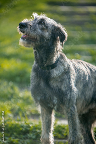 Irish Wolfhound puppy in a clearing with flowers