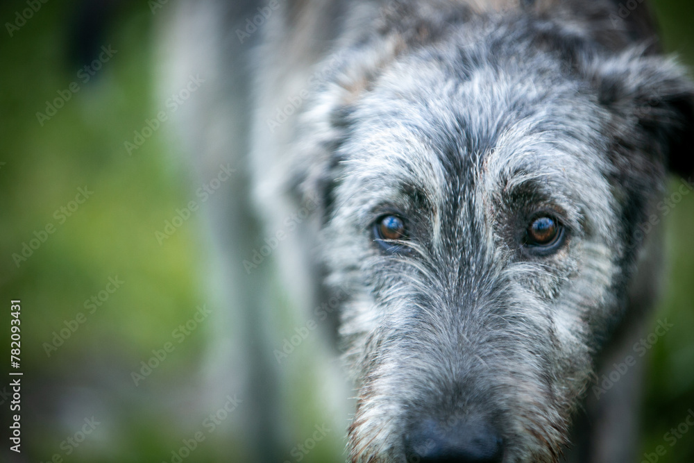 Fototapeta premium Irish Wolfhound puppy in a clearing with flowers