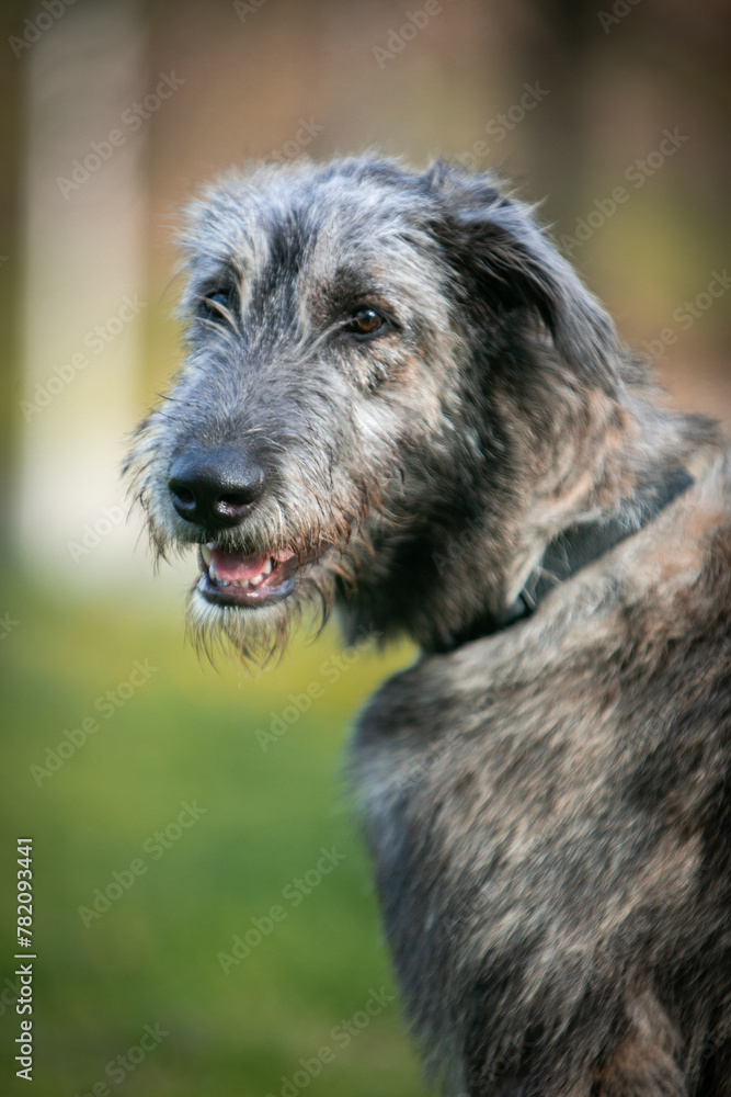 Fototapeta premium Irish Wolfhound puppy in a clearing with flowers