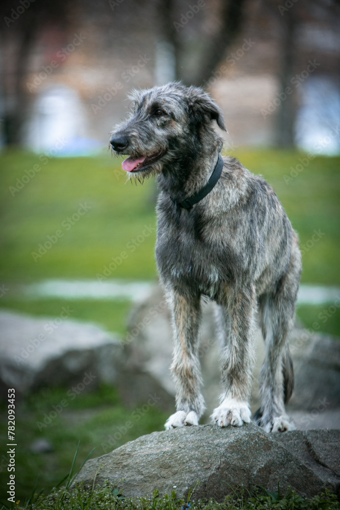 Irish Wolfhound puppy in a clearing with flowers Irish Wolfhound puppy in a clearing with flowers