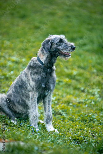 Irish Wolfhound puppy in a clearing with flowers
