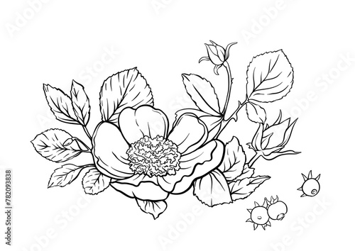 Boutonniere of wild rose flowers and berries Clip art, set of elements for design Outline hand drawing vector illustration. In botanical style