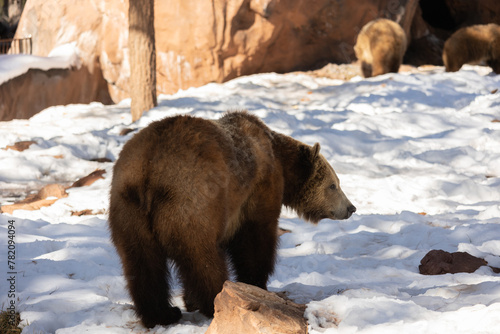 great big grizzly bear just chillin photo