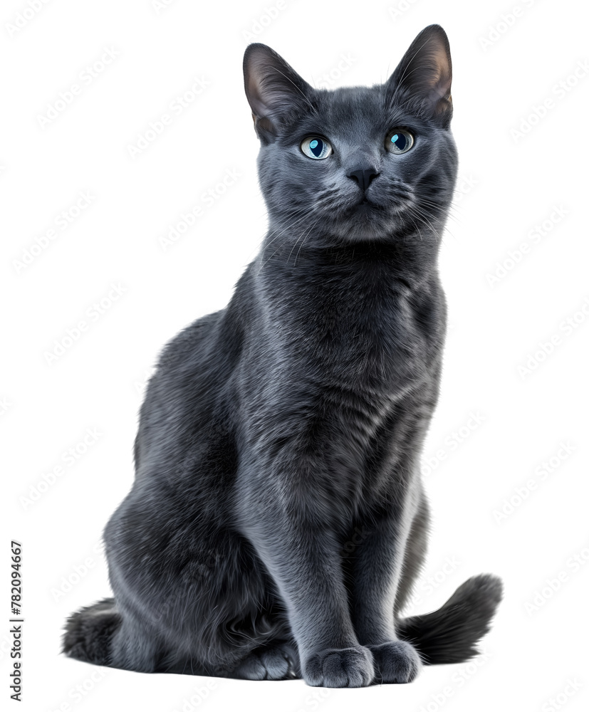 Sitting Russian Blue Cat Transparent PNG