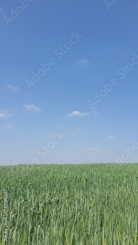 Beautiful field of wheat