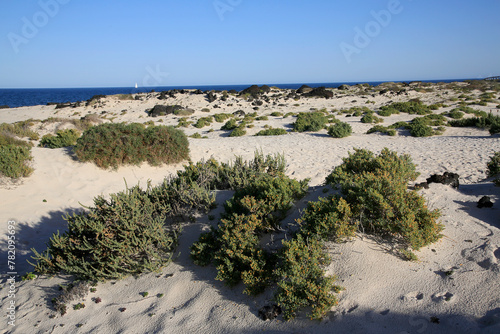 Sand-Dünenlandschaft am Meer mit grünen Pflanzen, Kreta, Griechenland, Europa 