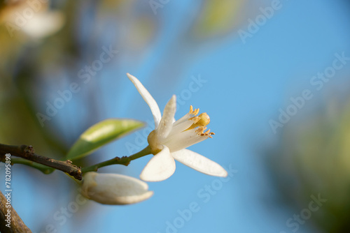 Citrus tree blossom. Orange blossom on a tree in orchard and the sun's rays against the blue sky. Flower of satsuma orange