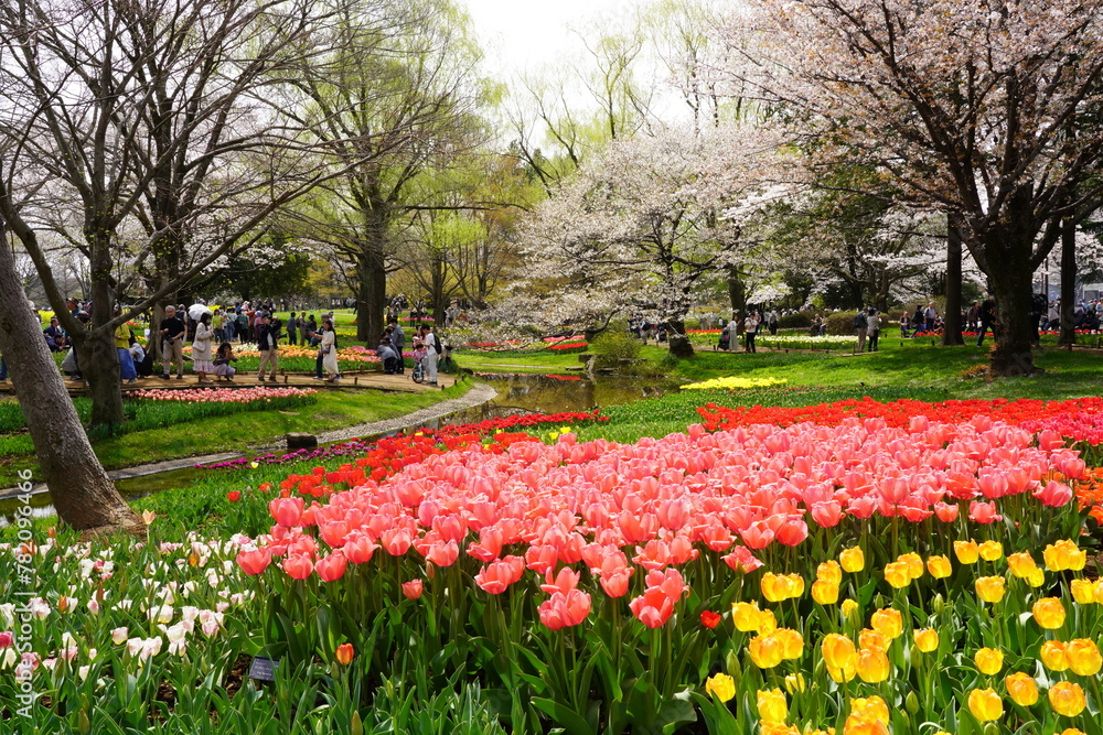 Obraz premium チューリップ