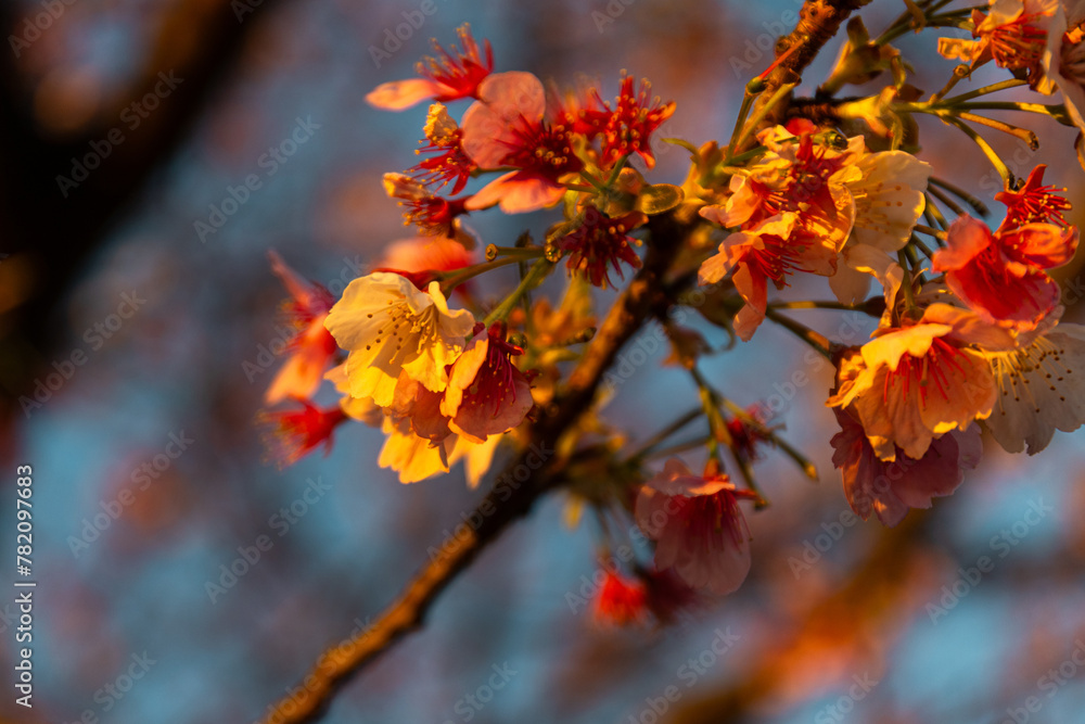 Close-up shot of sakura flower. Close-up shot of sakura flower.