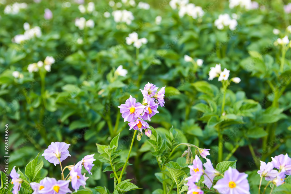 Potatoes flowers blossom on the farm field. Flowering potato plants. Potatoes flowers blossom on the farm field. Flowering potato plants.