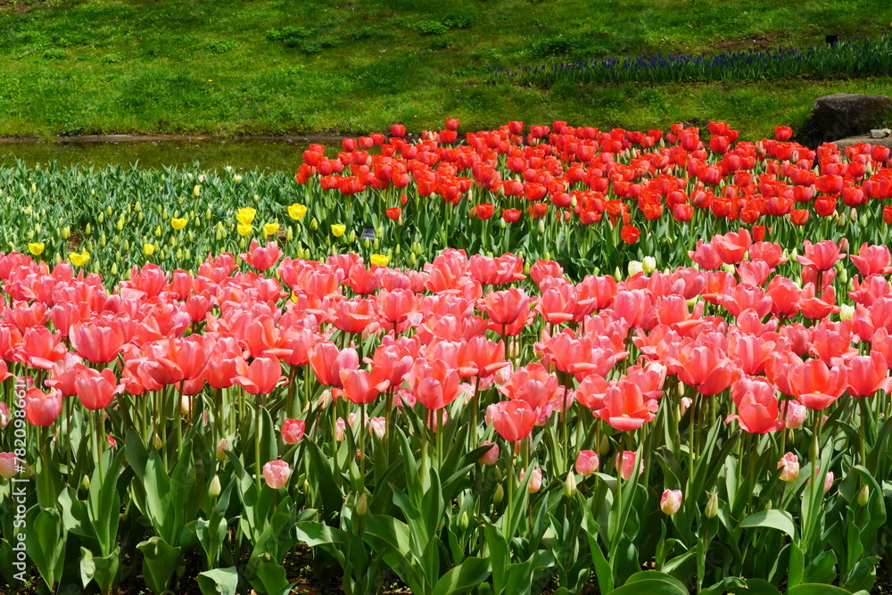 Fototapeta premium チューリップ