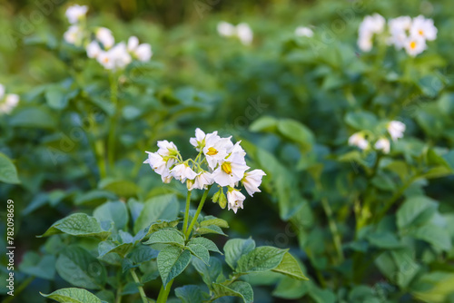 Potatoes flowers blossom on the farm field. Flowering potato plants.
