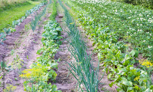 Organic vegetables grow on the farm field. Onions and salad.