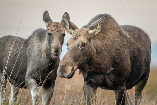 Young moose with his mother in an autumn meadow