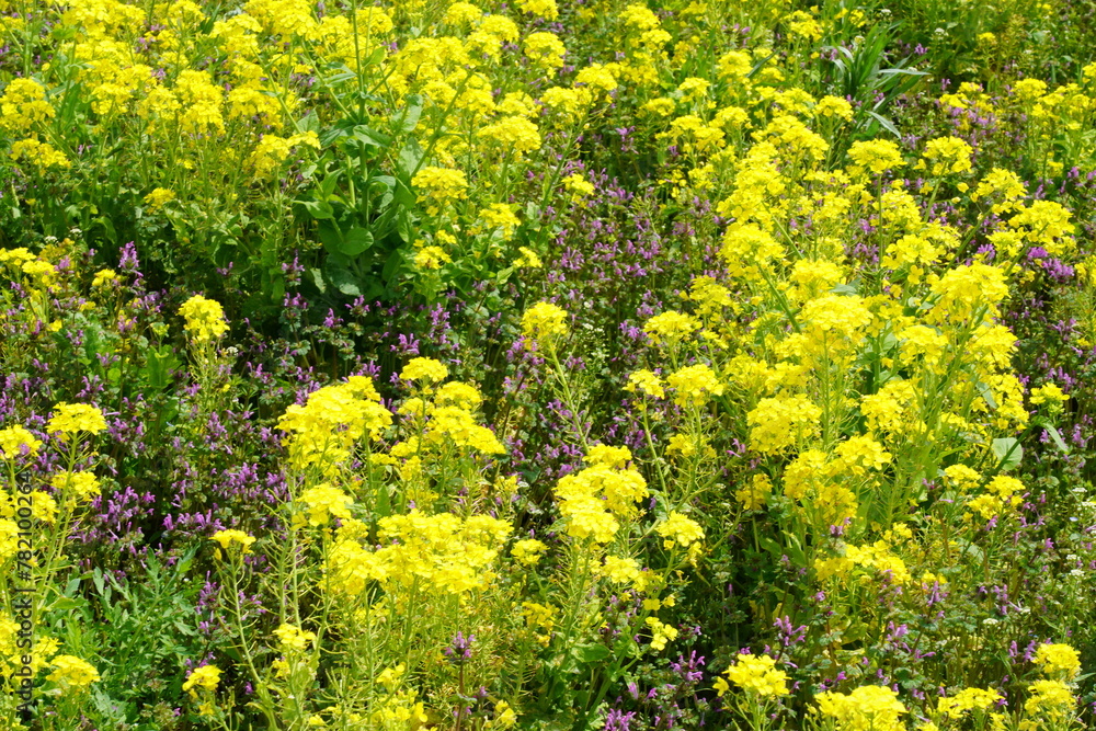 Obraz premium 菜の花 昭和記念公園