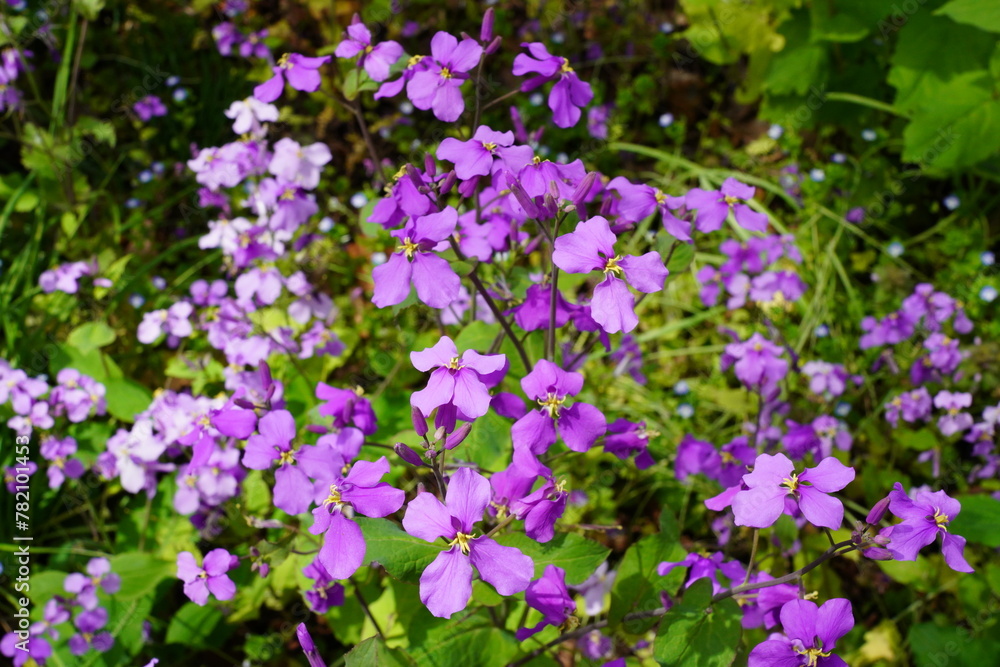 Naklejka premium ムラサキハナナ オオアラセイトウ 