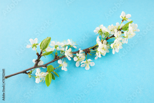 a branch with cherry blossoms on a blue background. photo