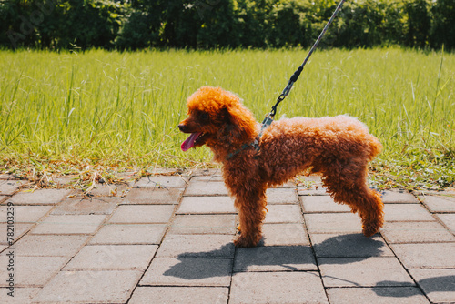 Funny toy poodle on a walk in the park in summer. Concept of pet care and dog training photo