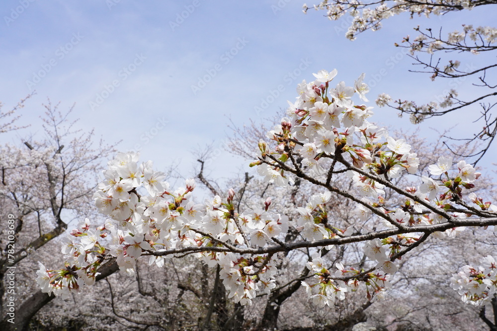 桜 昭和記念公園 桜 昭和記念公園