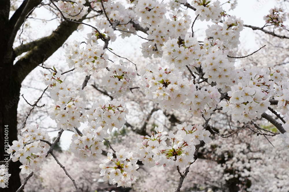 桜　昭和記念公園