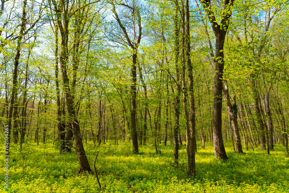 Spring green forest in sunlight. Freshness of nature Spring green forest in sunlight. Freshness of nature