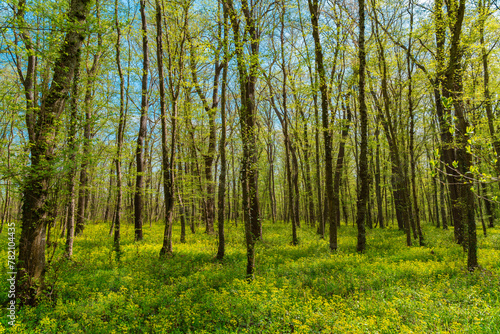 Spring green forest in sunlight. Freshness of nature © Vastram