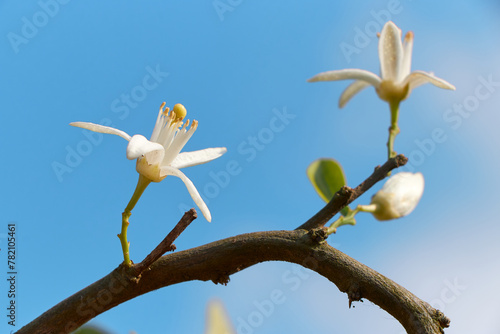 Citrus tree blossom. Orange blossom on a tree in orchard and the sun's rays against the blue sky. Flower of satsuma orange