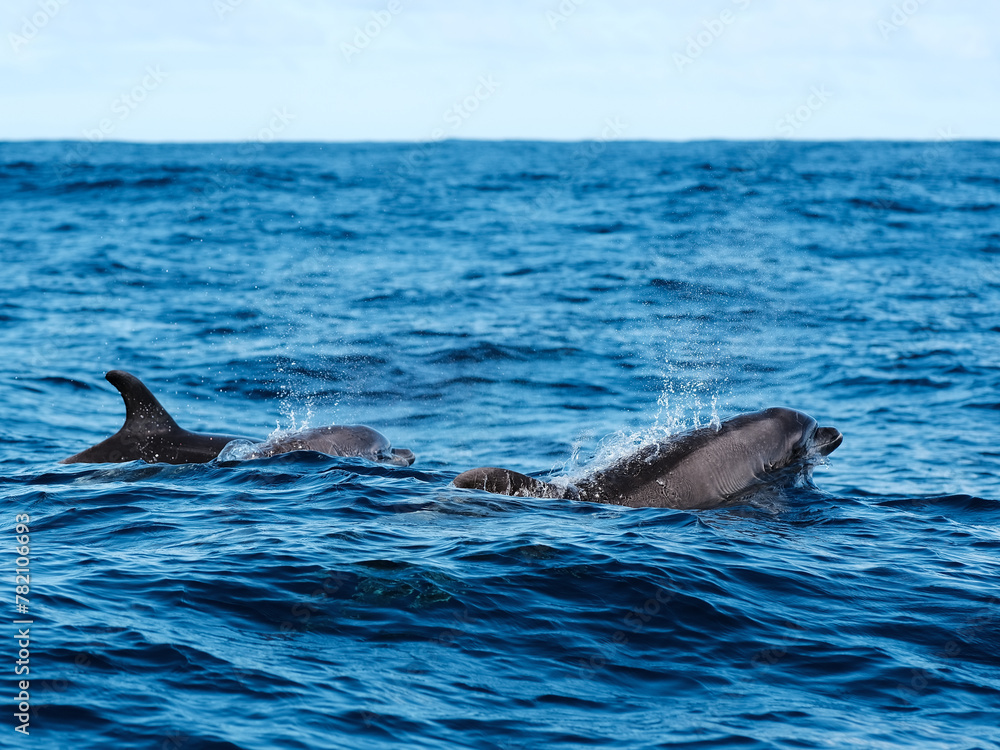 Obraz premium Some dolphins swimming and jumping in the water in the Atlantic Ocean