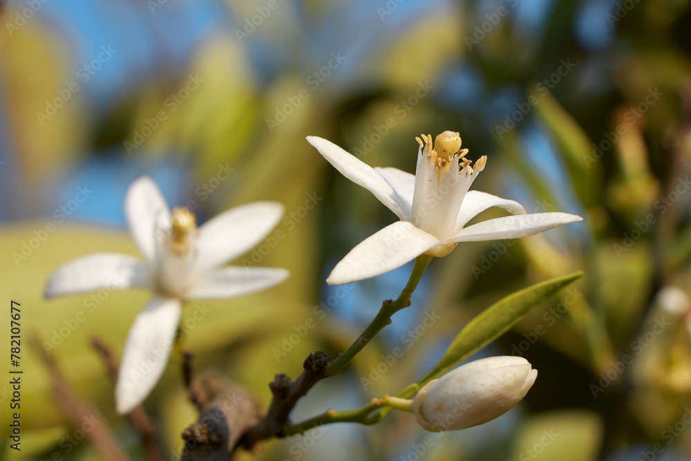 Fototapeta premium Citrus tree blossom. Orange blossom on a tree in orchard. Flower of satsuma orange with blurry background.