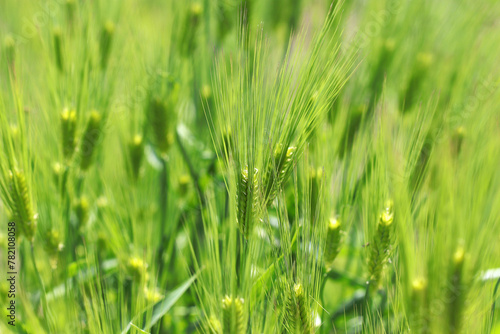 鮮やかに元気よく育つ、青々とした若い大麦の穂（自然光＋マクロ接写写真）