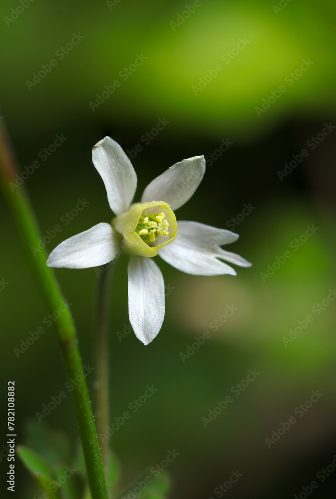 Fototapeta premium 小さく可憐な日本オダマキに似るヒメウズの花ポートレート（自然光＋ストロボ、マクロ接写撮影）