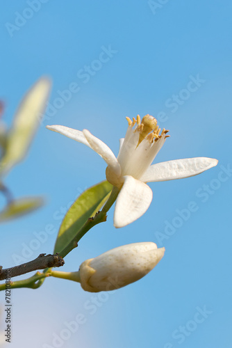 Citrus tree blossom. Orange blossom on a tree in orchard and the sun's rays against the blue sky. Flower of satsuma orange
