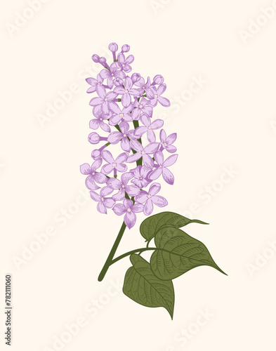 Lilac. A sprig of lilac on a white background. Vector botanical illustration. Poster with lilac flowers. Linear art style.