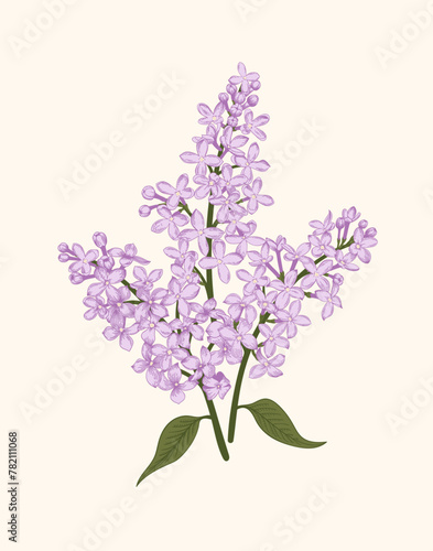 Lilac. Poster with a bouquet of lilacs. Vector botanical illustration. Linear art style.