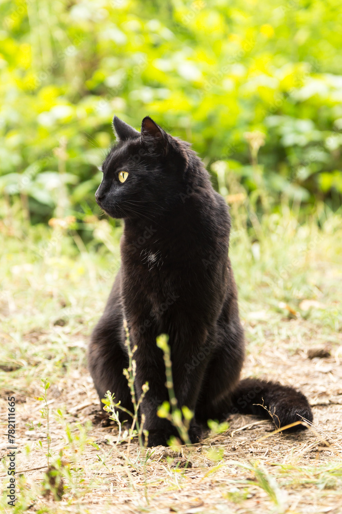 Obraz premium Beautiful bombay black cat portrait in profile with yellow eyes and attentive look in green grass in spring summer nature